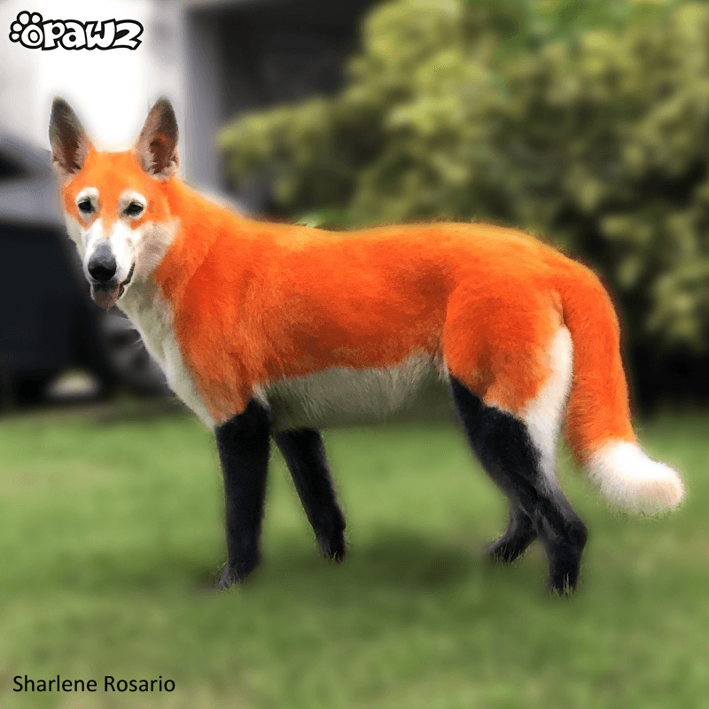 צבע שיער לכלב - כתום ארדנט | Ardent Orange (PD02) 8