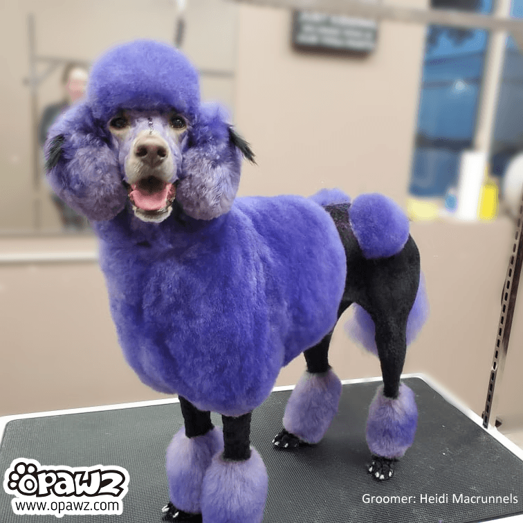 צבע שיער לכלב - סגול אינדיגו | Indigo Purple (PD06) 3