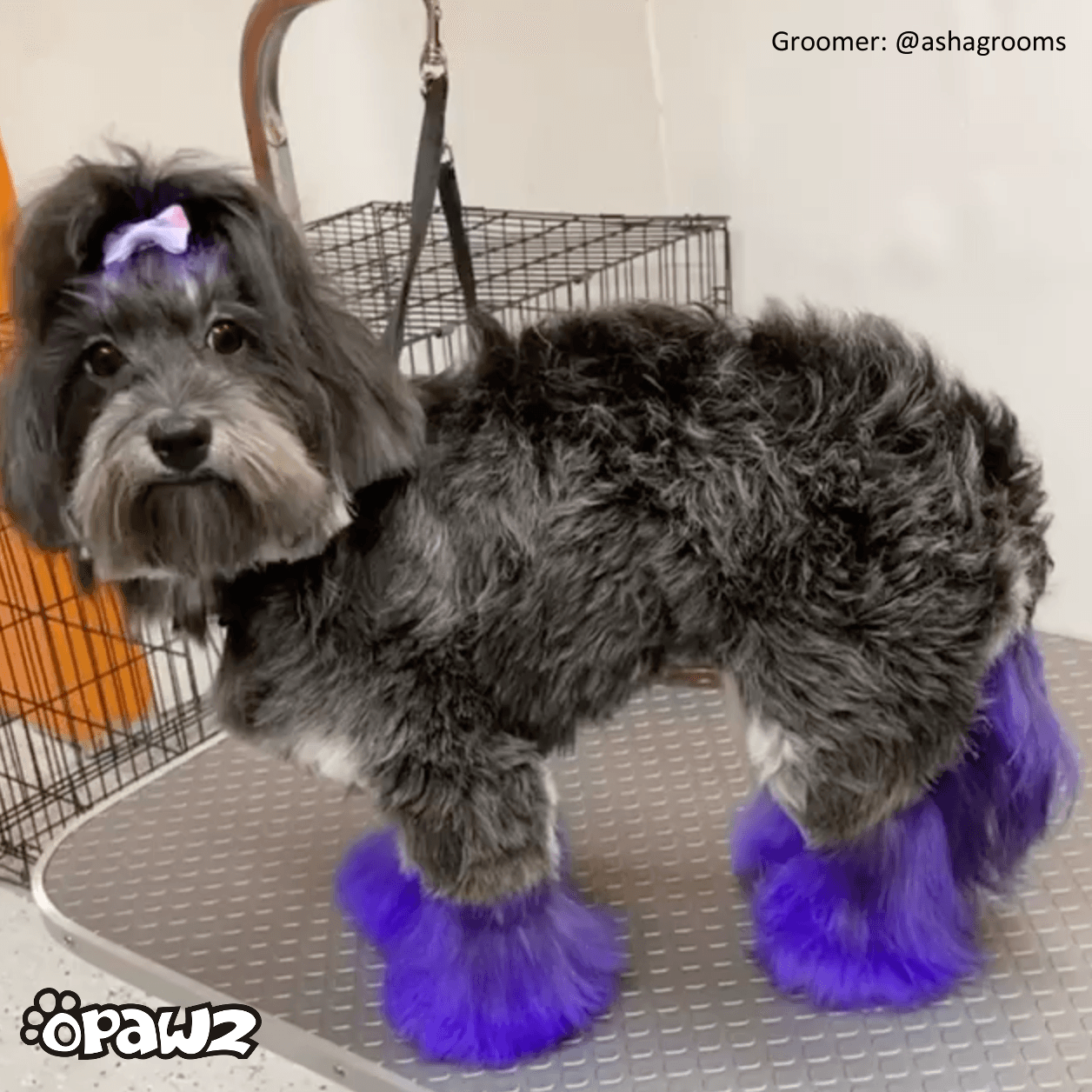 צבע שיער לכלב - סגול אינדיגו | Indigo Purple (PD06) 6