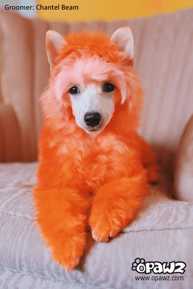 Semi-Permanent Dye - Pumpkin Orange 3