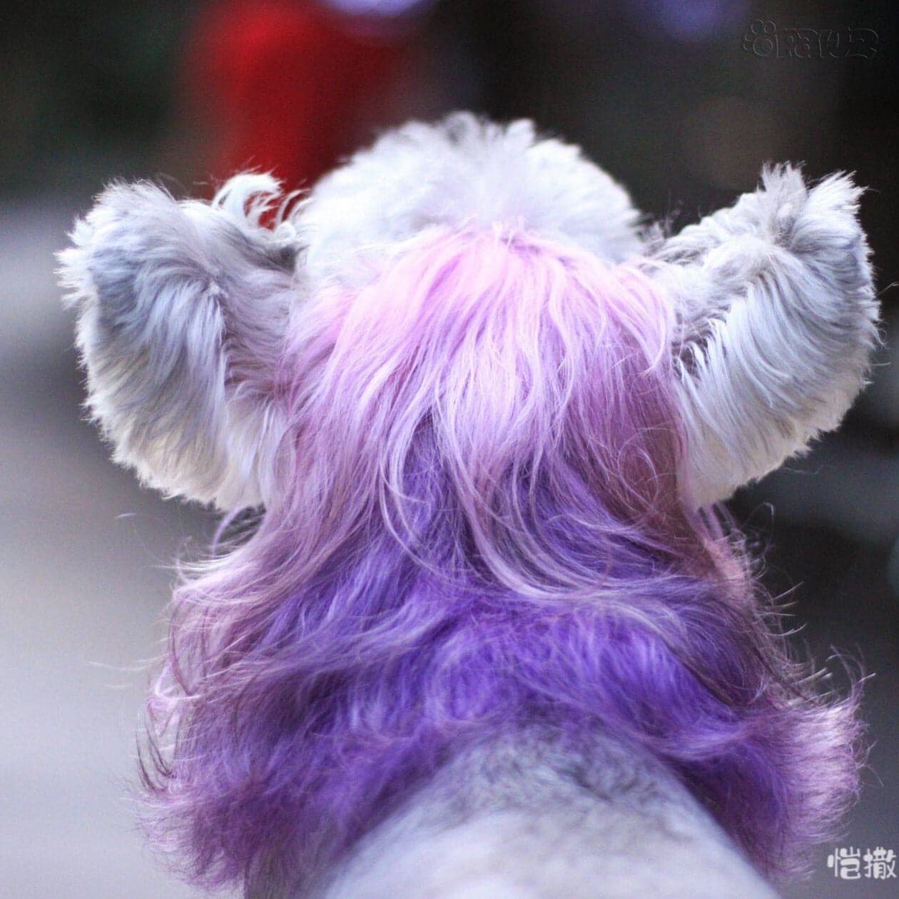 Semi-Permanent Dye - Dahlia Purple (SM02) 4