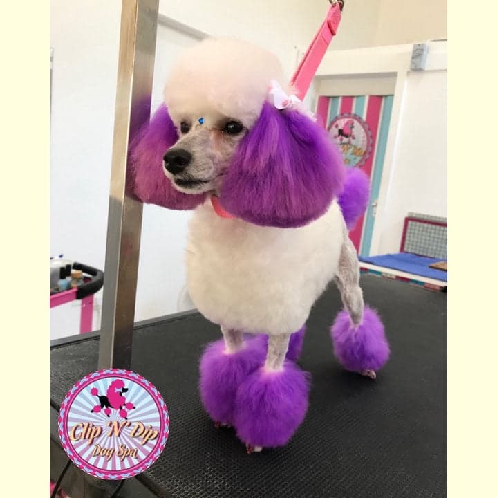 Semi-Permanent Dye - Dahlia Purple (SM02) 7