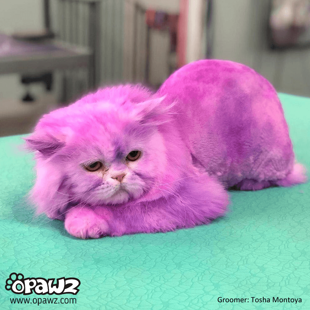 Semi-Permanent Dye - Shocking Pink 6