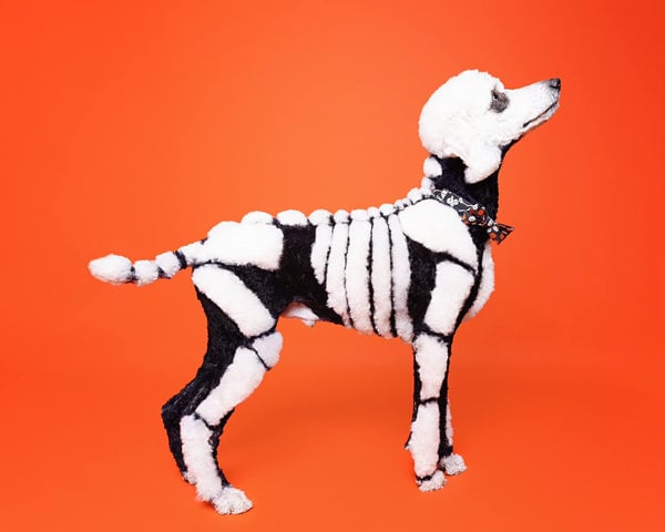 Jess Farrell — Creative Grooming